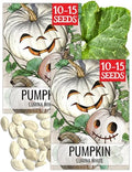 Seed Needs Lumina White Pumpkin Seeds to Plant Vegetables - 2 Packs by SeedNeeds