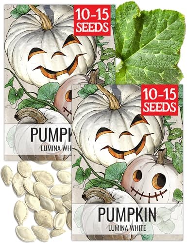 Seed Needs Lumina White Pumpkin Seeds to Plant Vegetables - 2 Packs by SeedNeeds