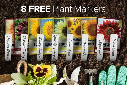 Gardeners Basics Sunflower Seeds for Planting Flowers - Velvet Queen, Skyscraper, Lemon Queen, Giant, Autumn Beauty, Chocolate Cherry, Dwarf Sunspot and Mammoth Bulk Outdoor Flower Garden, Pack of 8 - Image 3