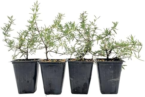 4 Huntington Carpet Rosemary in 3.5" Nursery Cubes | Rosmarinus officinalis ‘Huntington' | Low-Growing Evergreen Herb for Groundcover, Gardens & Containers by CitronellaKing