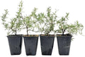 4 Huntington Carpet Rosemary in 3.5" Nursery Cubes | Rosmarinus officinalis ‘Huntington' | Low-Growing Evergreen Herb for Groundcover, Gardens & Containers by CitronellaKing