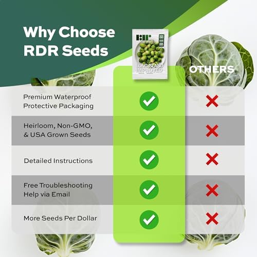 500 Brussel Sprout Seeds for Planting - Heirloom Non-GMO USA Grown - Long Island Improved Variety - Cool Weather Vegetable Seeds for Home Garden Planting by RDR Seeds - Image 6