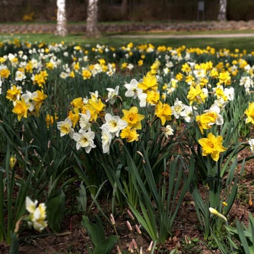 Complete Spring Flower Bulb Garden – Mixed Tulips, Daffodils & Hyacinths – 75 Bulk Bulbs for Colorful Spring Blooms – Easy Fall Planting - Plant in Gardens, Borders & Flowerbeds - Willard & May - Image 5