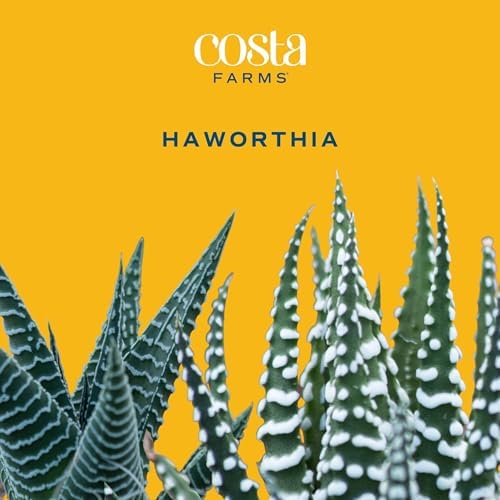 Costa Farms Succulents, Live Indoor Plant, Easy Care, Home Decor - Image 3