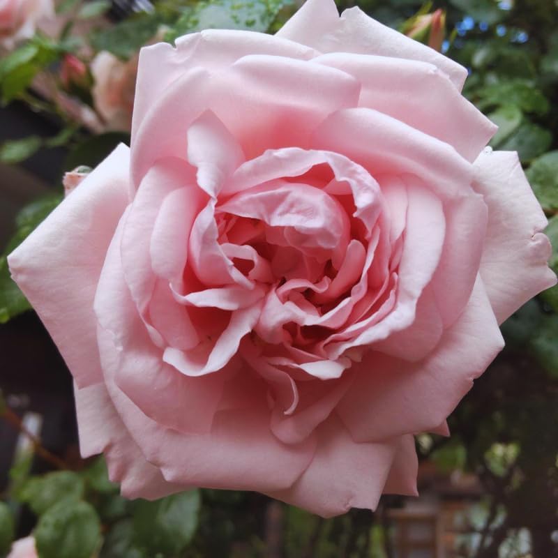 Pink New Dawn Rose Live Plant, Ornamental Rose Plant, 5-7 Inch Tall - Image 2