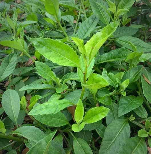 Longevity Spinach Plant (8 Plants) - Image 5