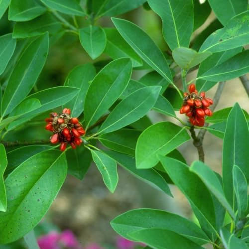 Sweetbay Magnolia Live Plant, Ornamental Tree, 6-12 Inch Tall, 2.5 Inch Pot - Image 3