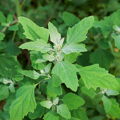 10000 Lambs Quarter Herb Heirloom Seeds, Chenopodium Album by KVITER