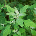 10000 Lambs Quarter Herb Heirloom Seeds, Chenopodium Album by KVITER