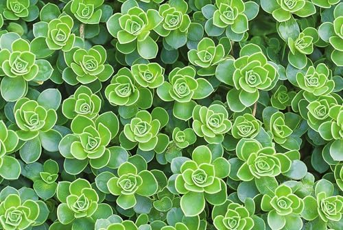 Gold Stonecrop Live Rooted Plant Plugs – Hardy Succulent Ground Cover Starter Plants – Pink Fall Blooms – Drought Tolerant Perennial Sedum for Outdoor Gardens & Rock Gardens (5 Plugs) - Image 4