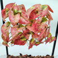 Fake Reptile Plants for Terrarium,Hanging Plant with Suction Cup by KERUIDENG