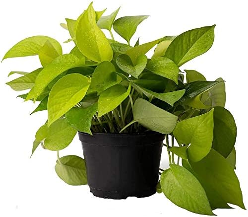 American Plant Exchange Neon Pothos – Live 6-Inch Potted Climbing Vine, Easy-Care Air Purifying Houseplant, Fast-Growing Indoor Plant for Home, Office, Bedroom, Living Room & Indoor Jungle Décor by AmericanPlantExchange