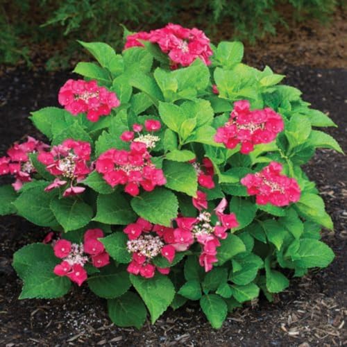 Ruby Red Pink Hydrangea Live Plant, Flower Bush, 2.5 Inch Pot - Image 4