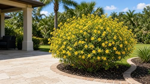 Rain of Gold (Galphimia glauca), 2 Pack Live Plants - Golden Yellow Flower Sprays, Heat & Drought Tolerant, Evergreen Shrub, Hardy Zones 9-11, Garden & Container Friendly - Image 5