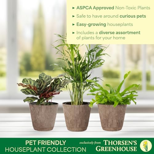 Live Pet Safe Houseplants (3 Pack), Grower's Choice Bundle, 4" Pots - Image 3