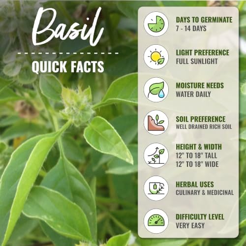 Seed Needs Lime Basil Seeds to Plant an Herb Garden - 2 Packs - Image 4