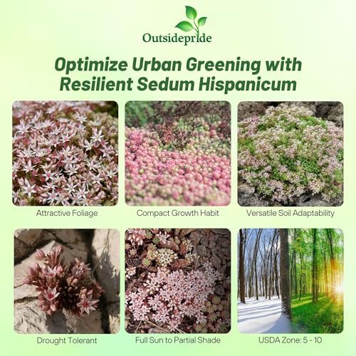 Outsidepride Hispanicum Sedum Seeds - 1000 Pcs Perennial Ground Cover Seeds for Planting, Cold-Hardy & Heat-Tolerant Succulent Plants, Ideal for Rock Gardens, Containers, and Xeriscaping (Pack of 3) - Image 2