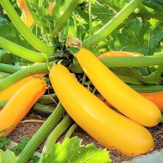 Golden Zucchini Seeds - 1 Pound ~ 3400+ Count - for 2026 Planting Heirloom Italian Yellow Zucchini Summer Squash Kousa Courgette Marrow Garden Vegetable Grow Your Own Home Farm Patio by TomorrowSeeds