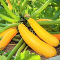 Golden Zucchini Seeds - 1 Pound ~ 3400+ Count - for 2026 Planting Heirloom Italian Yellow Zucchini Summer Squash Kousa Courgette Marrow Garden Vegetable Grow Your Own Home Farm Patio by TomorrowSeeds