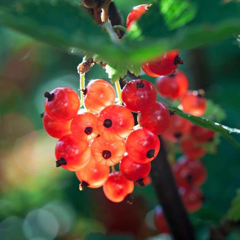 Red Currant Live Plant, Backyard Berry Shrub, 5-10" Tall, Hardy Fruit Tree by HILROQG