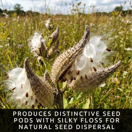 Common Milkweed Seeds for Planting | Monarch Butterfly Flower | 100 Seeds - Image 5