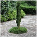 Greenwood Nursery: Live Trees - Sky Pencil Japanese Holly Tree + Ilex Crenata - [Qty: 5X 2.5 Pots] - (Click for Other Available Plants/Quantities) by GreenwoodNursery