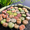 Lithops Random Mix Rare Live Succulent Plants, 30/50/100 Pcs Succulent Live Plant, Bare Root Without Pot Soil, Garden Indoor Office, Friend Plant Lovers Gifts (Large 100pcs) by Unknown