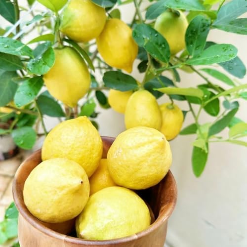 Mix Fruit Seeds Pack for Planting, 160pcs Lemon Orange Apple Blueberry Cherry Seeds, Non-GMO Heirloom Sweet Edible Juicy Fruits Tree Plants in Your Home Garden - Image 7