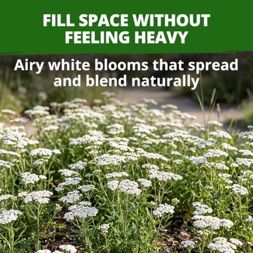 HOME GROWN White Yarrow Seeds, 16,000 Seeds, Achillea millefolium - Image 2