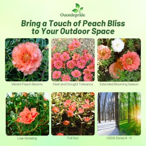 Outsidepride Sundial Peach Portulaca Moss Rose Seeds - 250 Pcs Annual, Heat & Drought Tolerant, Soil Adaptable Moss Seeds Ground Cover & Flower Seeds for Planting in Gardens & Xeriscapes (AAS Winner) - Image 2