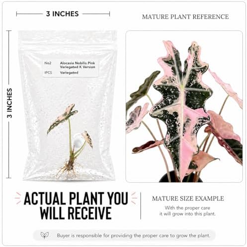 Alocasia Nobilis, Complete Tissue Culture Kit – Rare Live Alocasia Plant Starter - Image 2