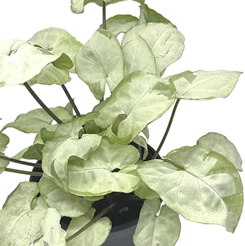 BubbleBlooms Syngonium Moonshine in a 4 inch Pot Variegated Arrow Head Vine Rare - Image 7