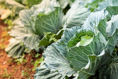 6000+ Green Cabbage Seeds for Planting - Heirloom Non-GMO - Image 5
