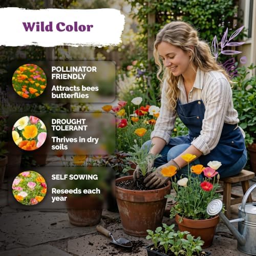 3,000 California Poppy Mix Heirloom Flower Seeds, Eschscholzia Californica - Image 4