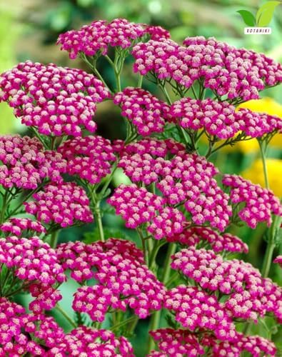 Votaniki Achillea Summerwine Yarrow Bare Root Perennial Wine Red Flowers Summer Blooming Drought Tolerant Plant for Garden Borders Cut Flower Outdoor Growing (Pack of 25) - Image 2