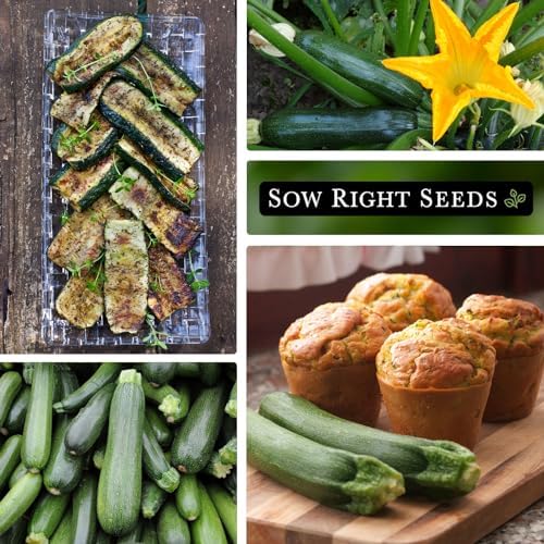 Sow Right Seeds - Black Beauty Zucchini Seed for Planting Summer Squash 2pk - Image 4