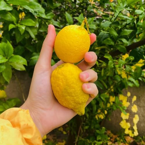 Meyer Lemon Tree Plant Live, Citrus Fruit Tree, 2 Ft Tall, 1 Gallon Pot - Image 2