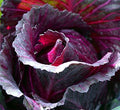 Cabbage Red Rock (25+ Seed Pack) - COOL BEANS N SPROUTS Brand - Non-GMO - Home Gardening by CoolBeansNSprouts