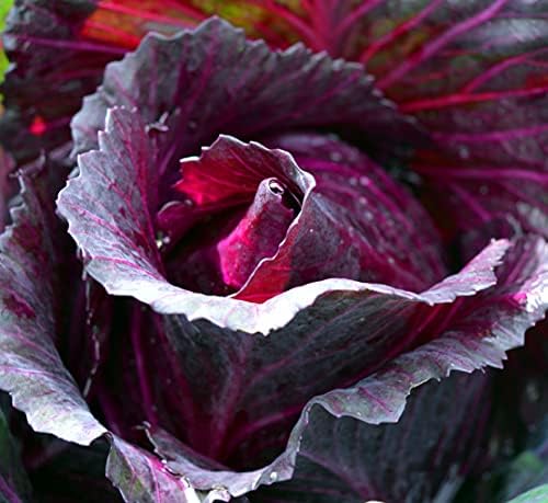 Cabbage Red Rock (25+ Seed Pack) - COOL BEANS N SPROUTS Brand - Non-GMO - Home Gardening by CoolBeansNSprouts