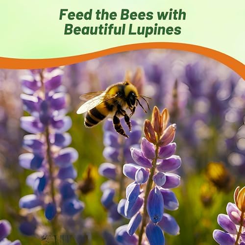 Outsidepride Wild Blue Perennial Lupine Seeds - 500 Pcs. Self-Sowing, Cold Hardy & Frost Tolerant Wildflower Seeds for Fall Planting, Ideal for Attracting Pollinators & Hummingbirds - Image 6