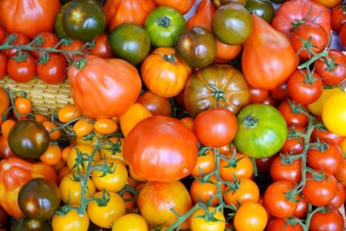 Tomato Seeds 10 Variety Pack for Planting, 2000+ Heirloom Organic Tomato Seeds Variety Pack, Non-GMO Seeds, High Yield Slicing & Cherry Tomatoes for Home Garden, Greenhouse, Open Pollinated - Image 5