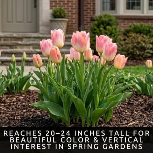 25 Kunyun Tulip Bulbs | Color-Changing Darwin Hybrid Tulips for Spring Beds - Image 3
