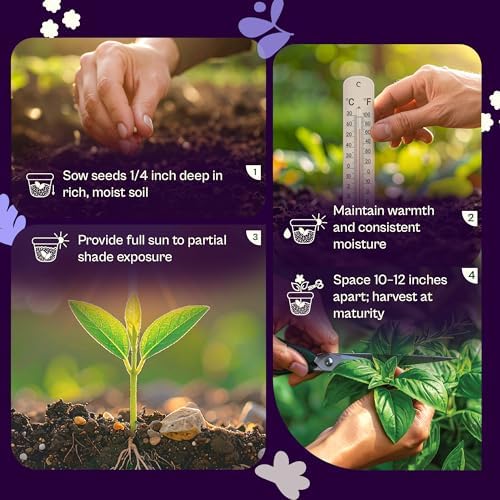 SVI 350 Green Shiso Seeds (Perilla frutescens) – Japanese Shiso Perilla Seed Packets, Aromatic Leaves – Japanese Heirloom Herb Seeds Outdoors & Indoor Herb Garden - Image 5
