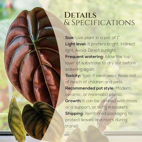 Alocasia Cuprea (4 Pack) Live Plant, Rare Indoor Alocasia, Metallic Leaf Elephant Ear, Tropical Houseplant Live, Starter Size Alocasia Plant, Exotic Foliage Houseplant for Home Decor Indoor Growing - Image 3