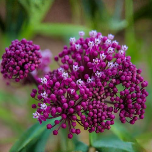 2 Purple Milkweed Plants, Live Fragrant Asclepias Plant, 4-7'' Tall - Image 6
