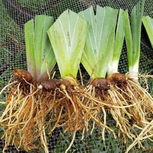 Pretty Bearded Iris, Reblooming German Iris, Color Mix, Fresh Root, Rhizome, Plant, Simple to Grow l (4bulbs)，N - Image 3