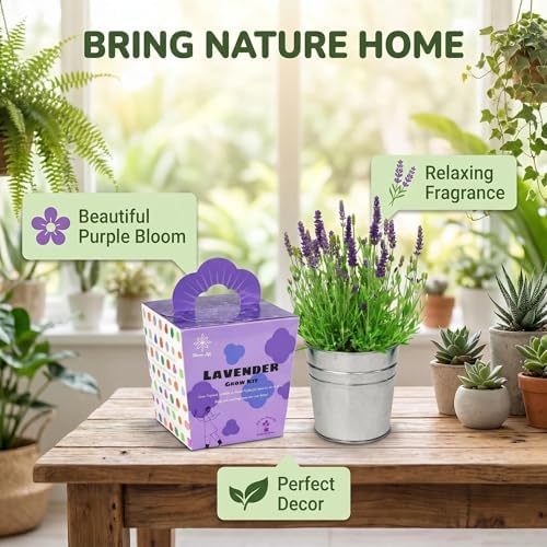 Lavender Grow Kit, All-in-One Indoor Flower Garden Starter Kit with Conical Metal Planter, Complete Growing Set for Gardening Enthusiasts, Windowsill Home Gardening - Image 7