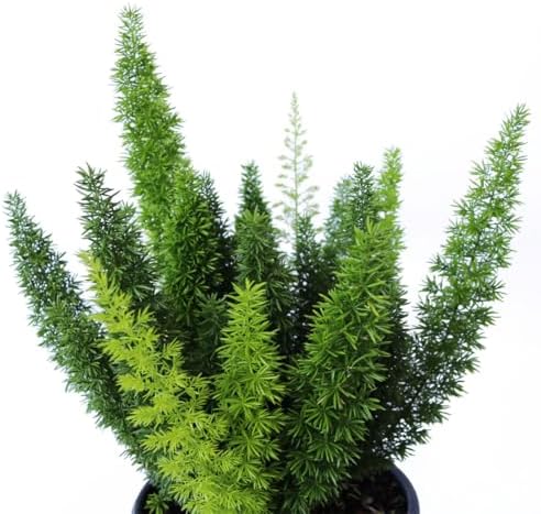 American Plant Exchange Foxtail Fern – 6-Inch Pot – Live Easy Care Tropical Plant with Arching Needle-Like Foliage for Indoor Décor, Patios, Containers, Hanging Baskets & Garden Landscapes - Image 2