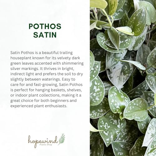 Pothos Live Indoor Plant, 4 inch Pot, Variegated White and Green Leaves - Easy to Care for - Perfect for Indoor and Outdoor Home Decor, Office, and Gift (Satin Pothos) - Image 7