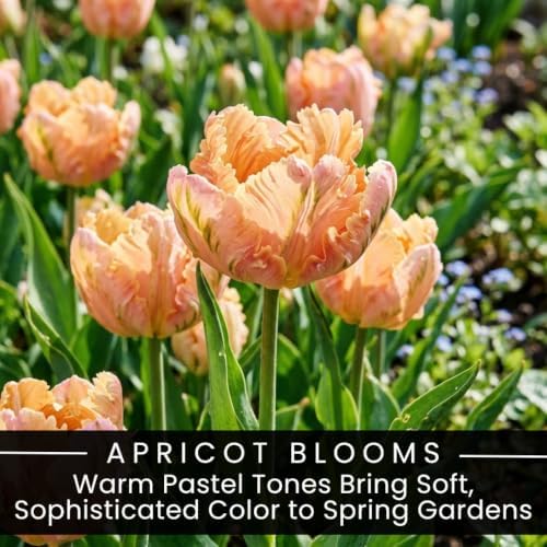 25 Apricot Parrot Tulip Bulbs | Peach Ruffled Tulips for Spring Gardens - Image 2